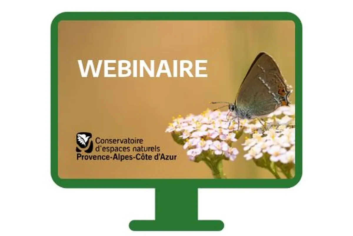 Webinaire sur les suivis et inventaires des papillons de jour