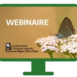 Webinaire sur les suivis et inventaires des papillons de jour