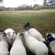 Week-end Berger blanc au troupeau