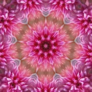 Week-end bien-être et créativité : les mandalas fleurs du jardin