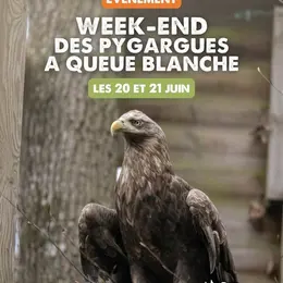 Week-end des Pygargues à queue blanche