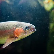 Week-end pêche à la truite