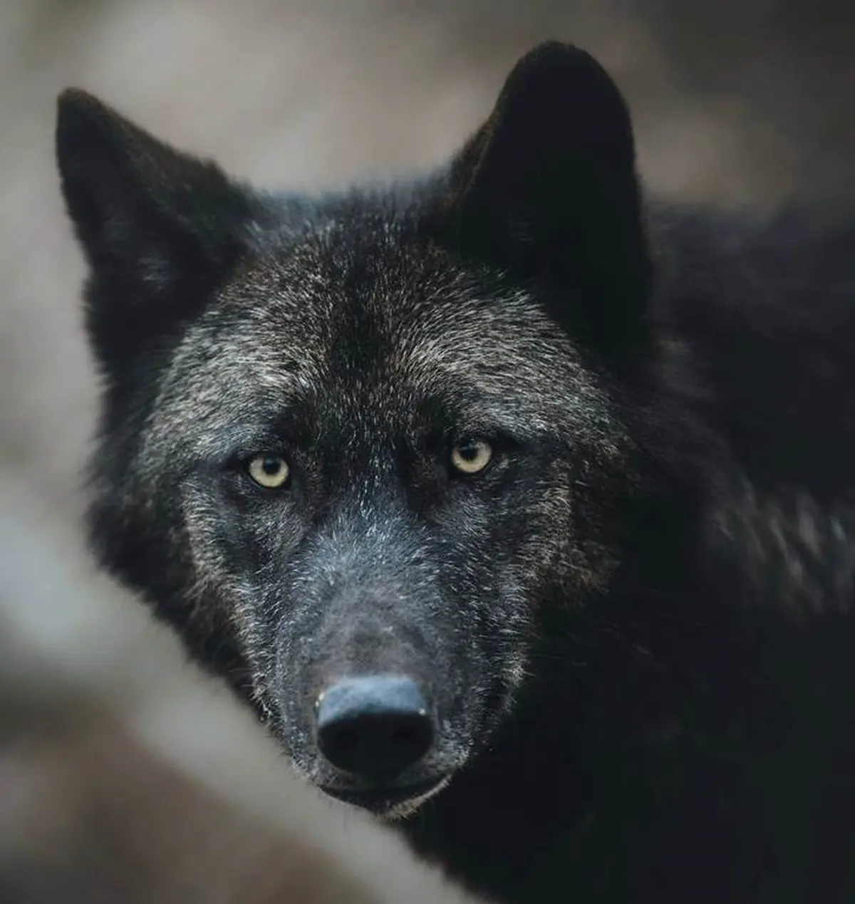 Week-end spécial loups