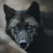Week-end spécial loups