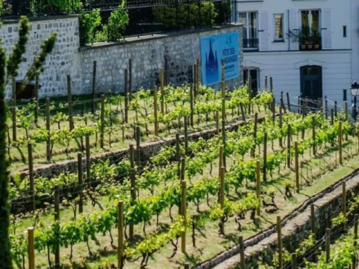 Wine walk à Montmartre Paris (75)