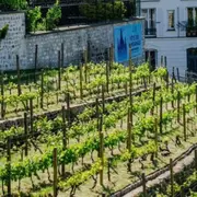 Wine walk à Montmartre Paris (75)