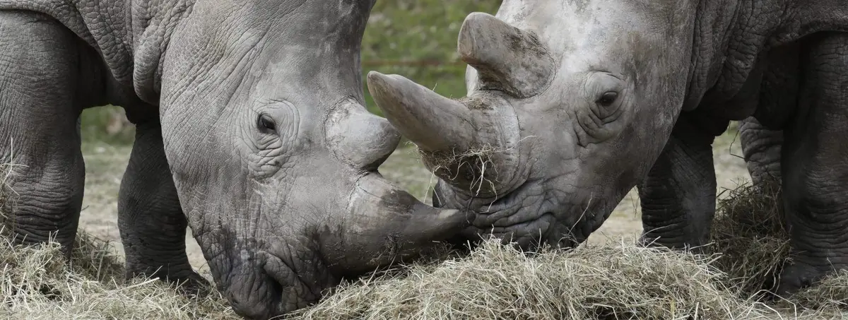 Wow Safari de Thoiry