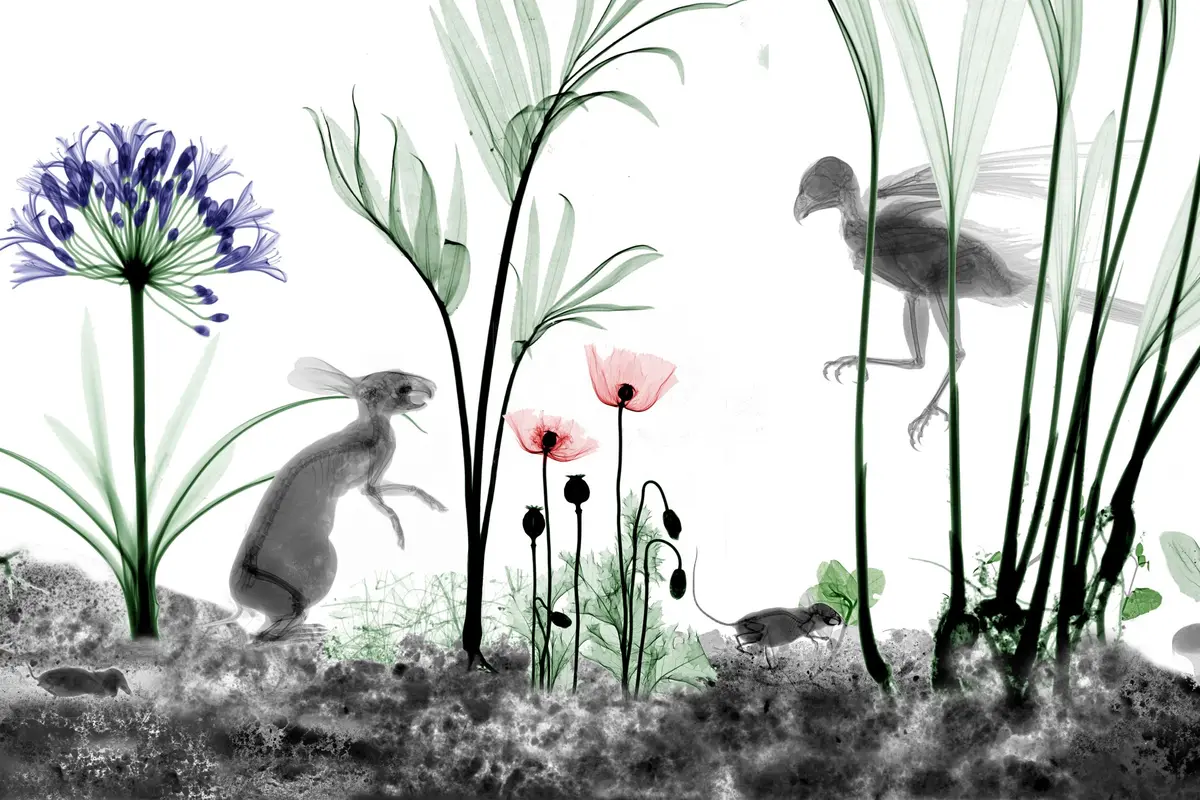 Arie van ’t Riet, It's All X-ray Scene 2, 2025, Détail
Arie van't Riet crée des natures mortes aux rayons X d'animaux et de
plantes et en a assemblé des centaines pour former un grand panorama.
