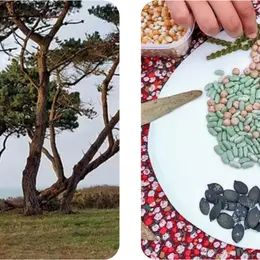 Yoga de l'arbre suivi d'un atelier créatif land art