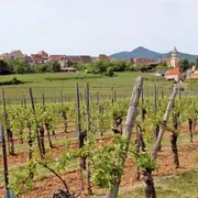Le sentier des Grands Crus, vue imprenable sur le vignoble alsacien