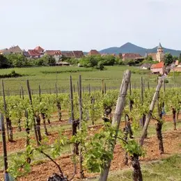Le sentier des Grands Crus, vue imprenable sur le vignoble alsacien