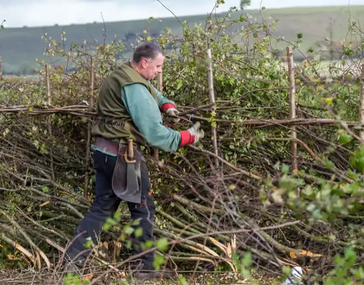 Zérailüa, ou plessage de haies bocagères vives