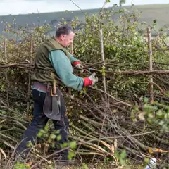 Zérailüa, ou plessage de haies bocagères vives