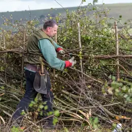 Zérailüa, ou plessage de haies bocagères vives