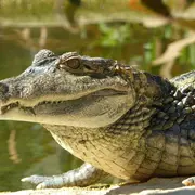 ZOA Parc : Billet d'entrée