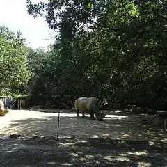 Zoo African Safari