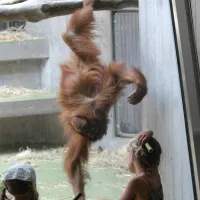 L'orang-outan, une des vedettes du zoo de B&acirc;le DR