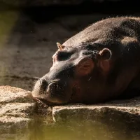Les hippopotames à observer au Zoo d'Amnéville DR
