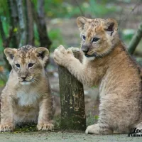 Des petits lionceaux nés au Zoo d'Amnéville&nbsp;! &copy; Zoo d'Amnéville, via Facebook