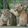 Des petits lionceaux nés au Zoo d'Amnéville&nbsp;! &copy; Zoo d'Amnéville, via Facebook