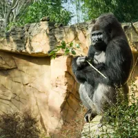 L'un des majestueux gorilles du Zoo d'Amnéville DR