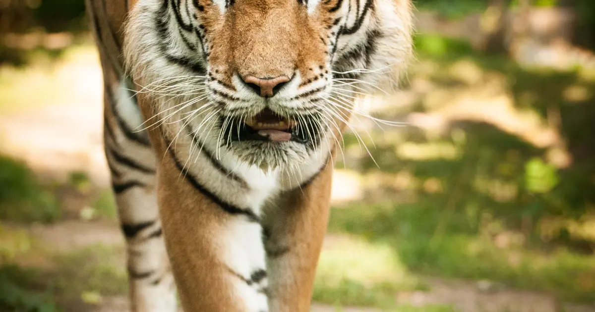 Le Zoo d'Amnéville accueille des animaux du monde entier, ici le tigre