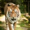 Le Zoo d'Amnéville accueille des animaux du monde entier, ici le tigre DR