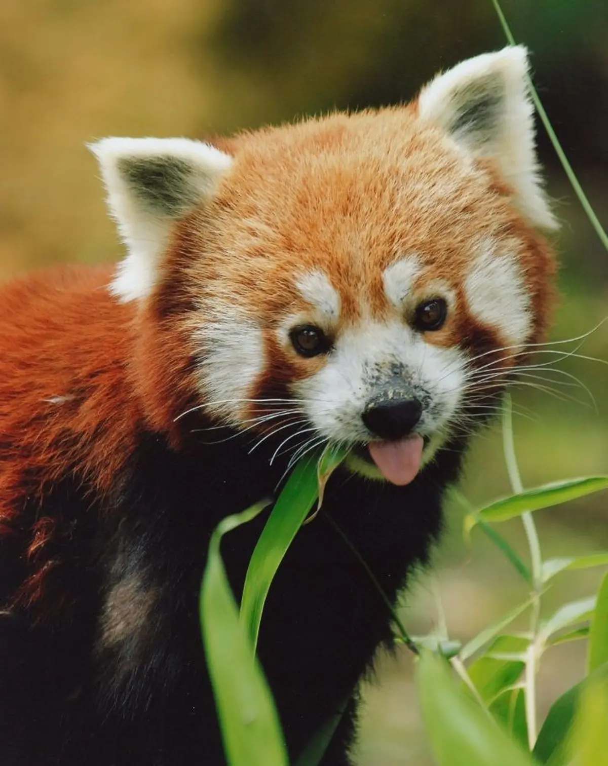 Zoo d'Amn&eacute;ville