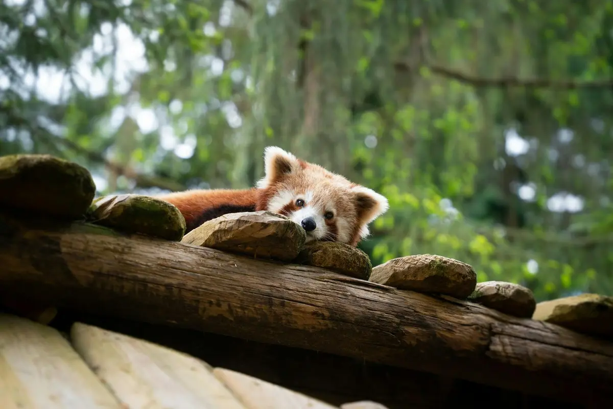 Red panda at Amnéville zoo