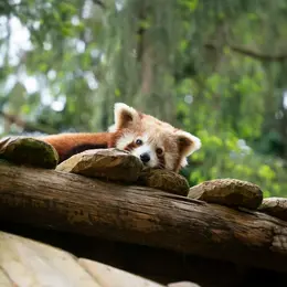 Zoo d'Amnéville : Billet avec accès rapide
