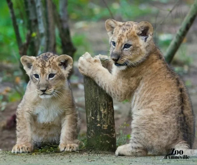 Des petits lionceaux nés au Zoo d\'Amnéville !