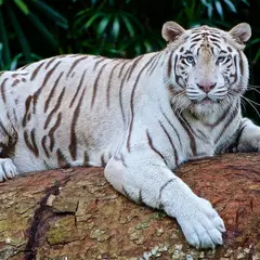 Zoo d'Asson