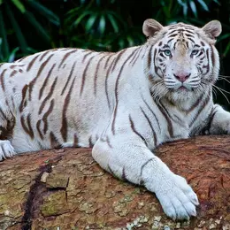 Zoo d'Asson