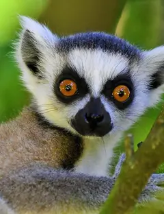 Zoo d'Upie