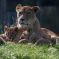 Lionne et ses lionceaux au zoo de CERZA &copy; Facebook / CERZA Parc des Safaris - F. LOISEAU