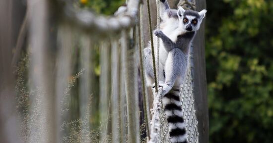 Zoo de Champr&eacute;pus : Billet d'entr&eacute;e