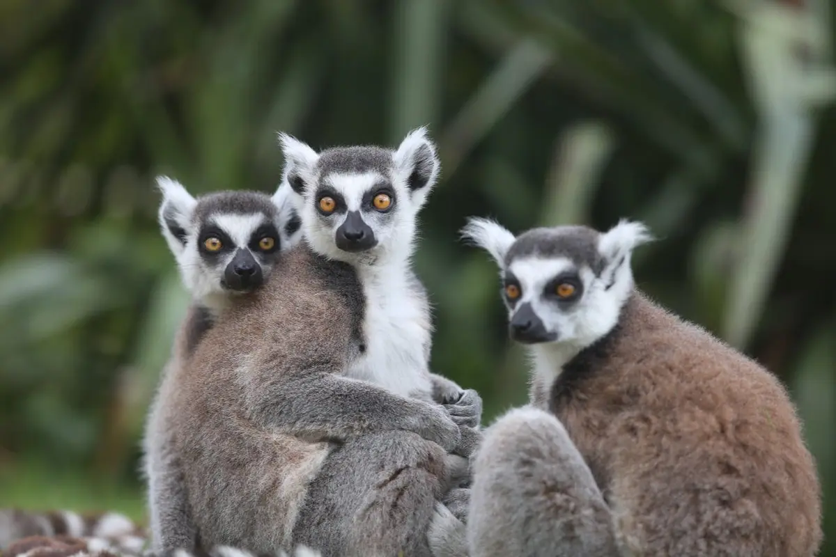 Trois lémuriens à queue annulaire assis l'un près de l'autre, regardant vers l'appareil photo, sur un fond vert flou.
