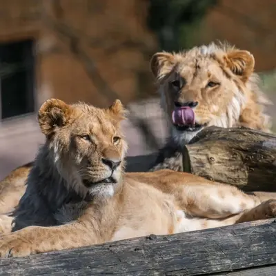 Zoo de Jurques