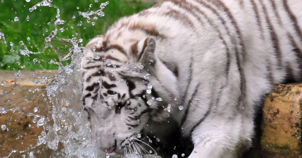 Un tigre blanc du Zoo de La Boissière du Doré