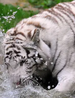 Zoo de La Boissière du Doré