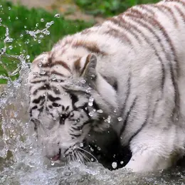 Zoo de La Boissière du Doré