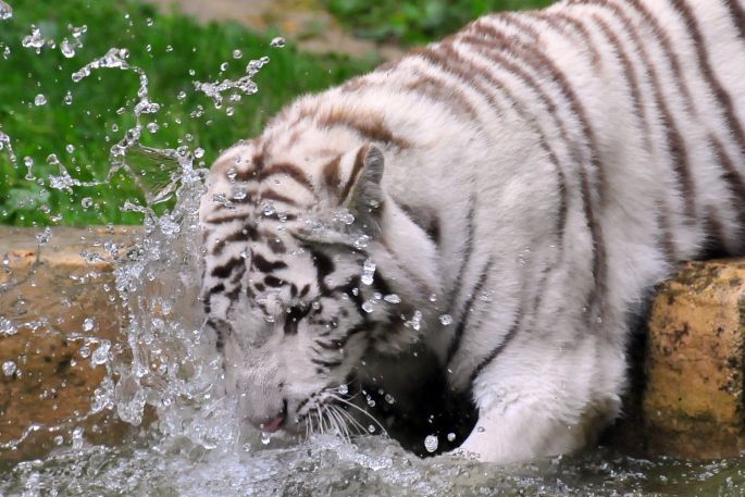 Un tigre blanc du Zoo de La Boissière du Doré