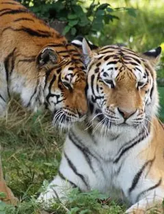 Zoo de la Bourbansais