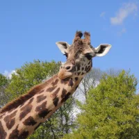 Girafe au Zoo de la Bourbansais &copy; Abujoy, CC BY 4.0, via Wikimedia Commons