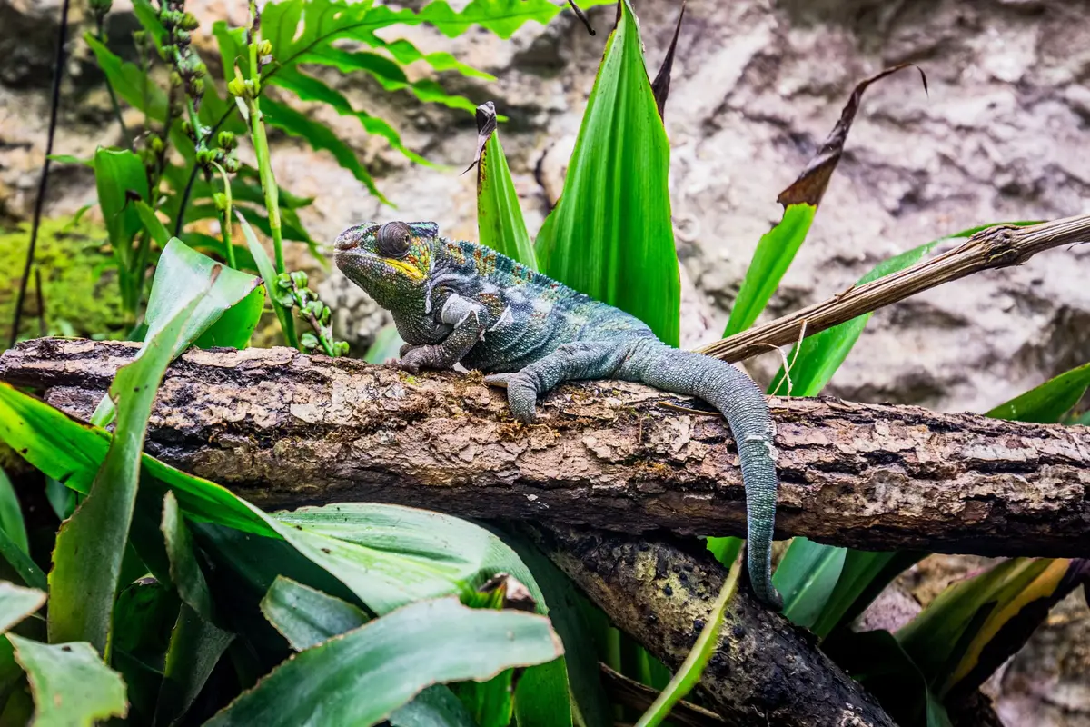 Zoo de la Citadelle