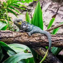 Zoo de la Citadelle
