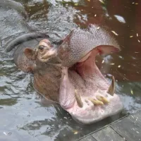 Hippopotame du zoo de la Flèche &copy; Alex-hello, CC BY-SA 3.0 