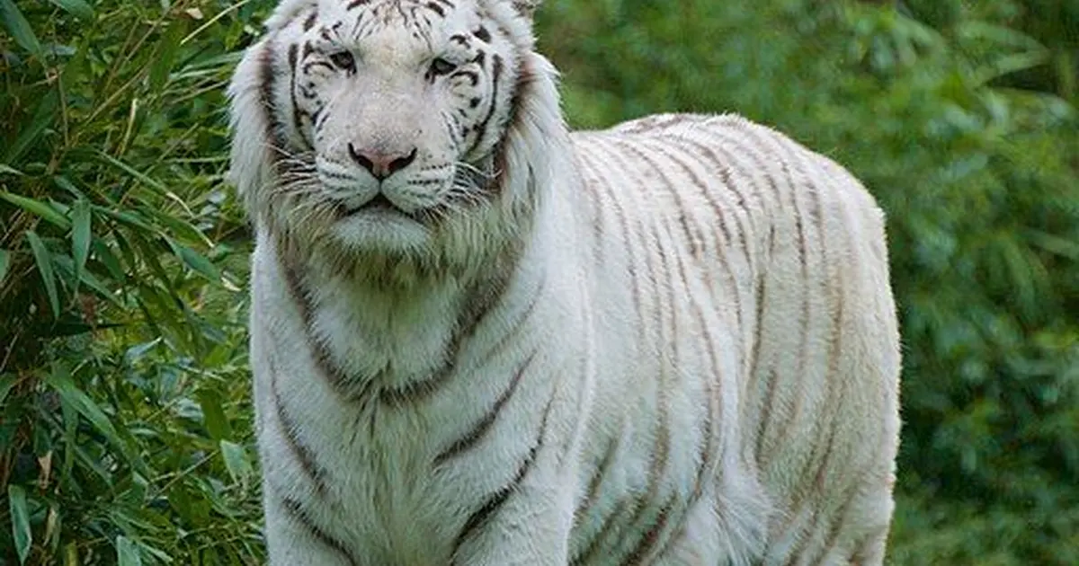 Zoo de la Flèche