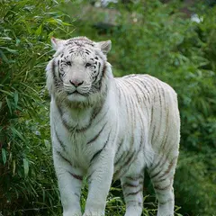 Zoo de la Flèche