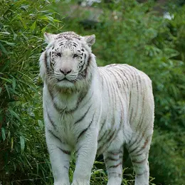 Zoo de la Flèche